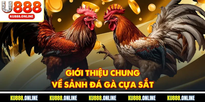 Giới thiệu chung về sảnh đá gà cựa sắt
