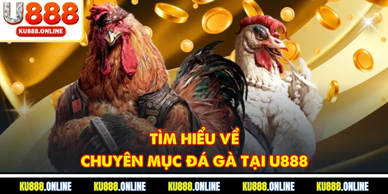 Tìm hiểu về chuyên mục đá gà tại U888